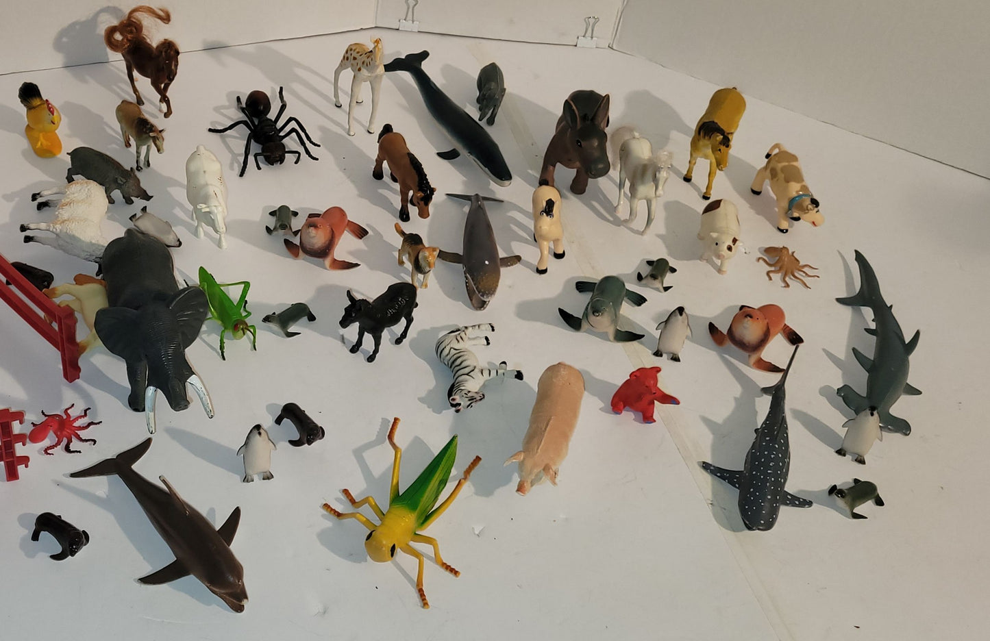 Animaux divers